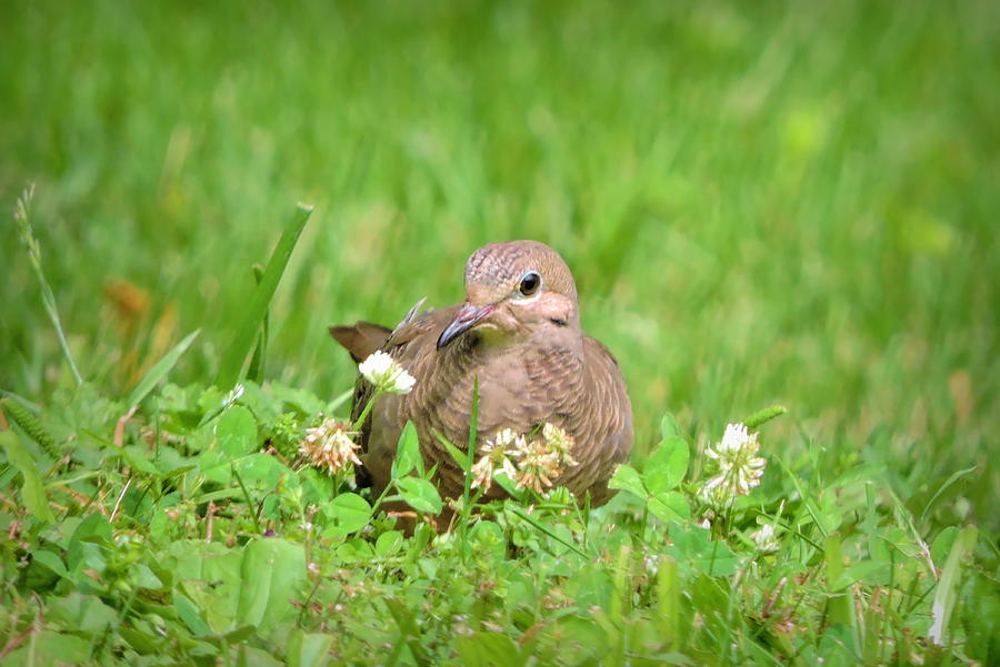 Mourning Dove Photograph by Susan Hope Finley