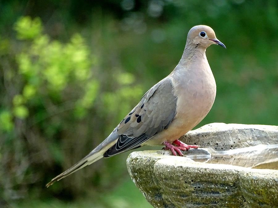 Mourning Dove Photograph by Susan Sam