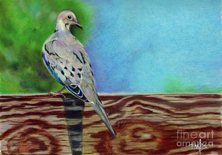 Mourning Dove Drawing by Terri Mills