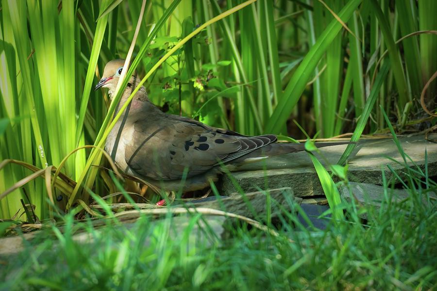 Mourning Dove Visting the Pond Photograph by Jason Fink