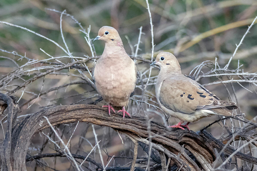 Mourning Doves 1874-022320-2 Photograph by Tam Ryan