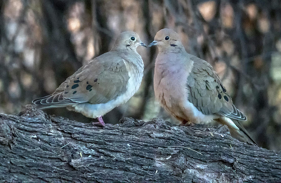 Mourning Doves 6768-012620-2 Photograph by Tam Ryan