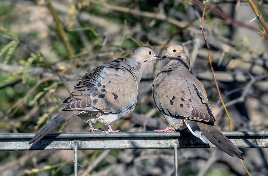 Mourning Doves 7950-012920-2 Photograph by Tam Ryan