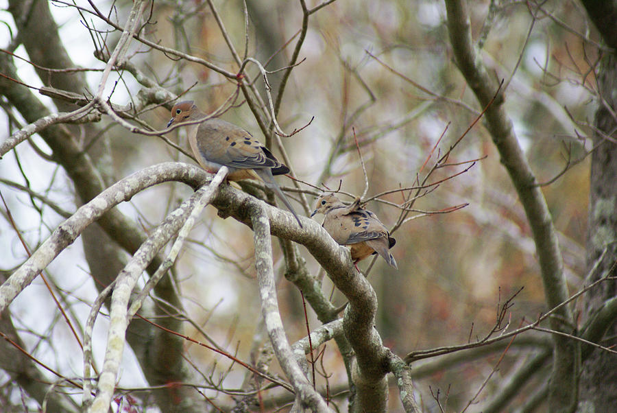 Mourning Doves Photograph by Heather E Harman