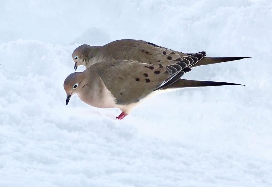 Bird Photograph - Mourning Doves In Snow by Alida M Haslett