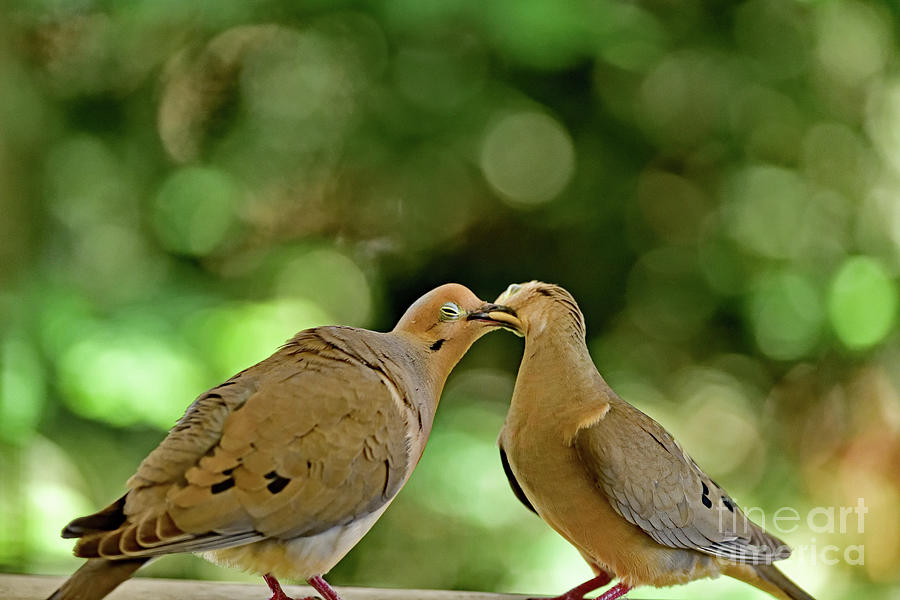 Mourning Doves Kissing - Foreplay Photograph by Amazing Action Photo Video