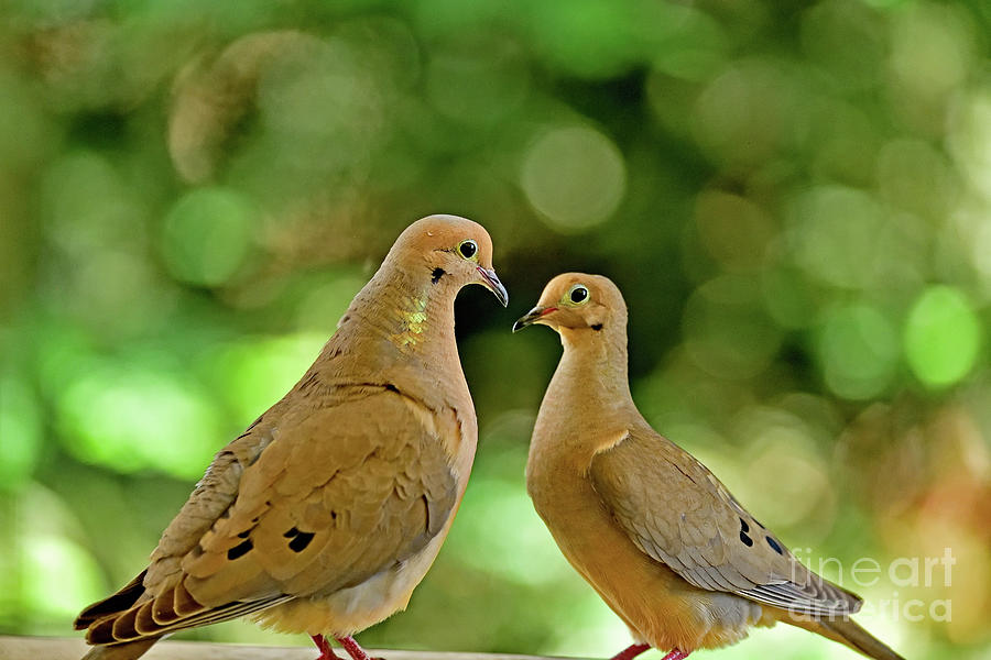 Mourning Doves Making The Move Photograph by Amazing Action Photo Video