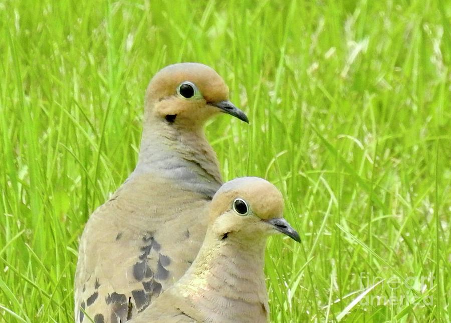 Mourning Doves Photograph by Nicola Finch