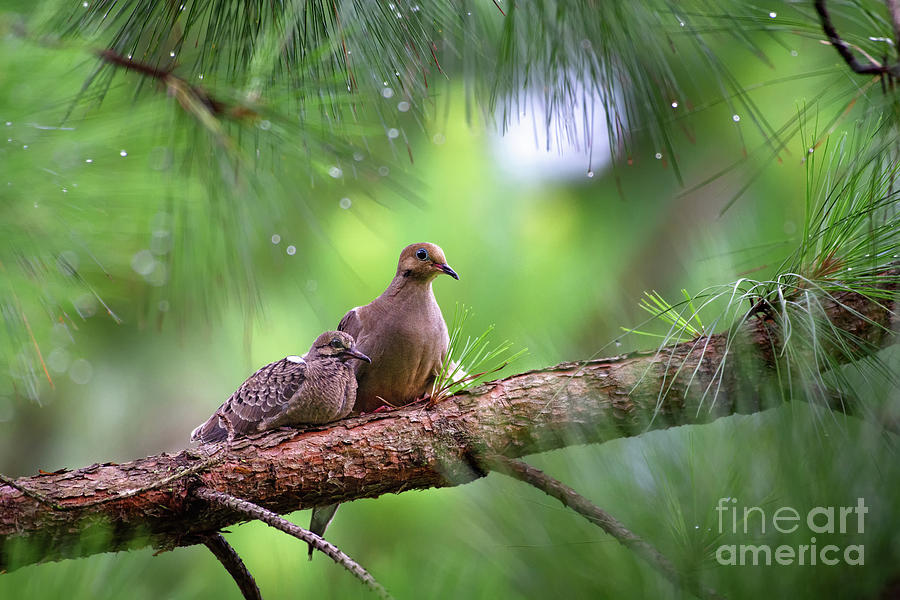 Mourning doves sheltering from the rain Photograph by Rehna George