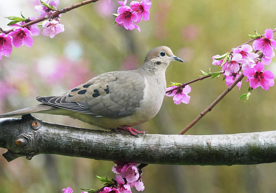 Mourning Doves Spring Portrait Photograph by Dennis Cox Photo Explorer