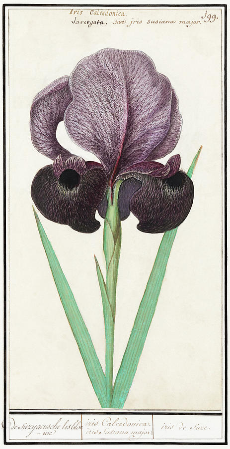 Mourning Iris Mixed Media by World Art Collective
