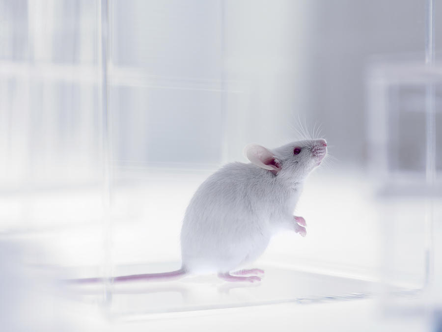 Mouse looking up in laboratory Photograph by Adam Gault