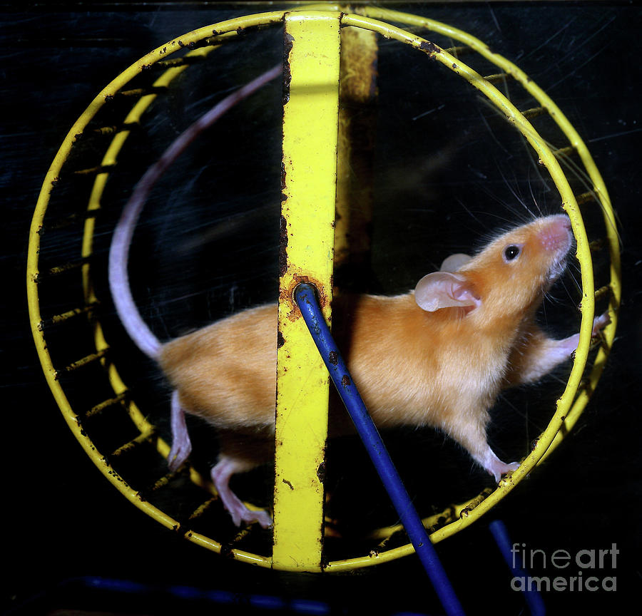 Mouse On A Wheel, Rat Race Forever Photograph