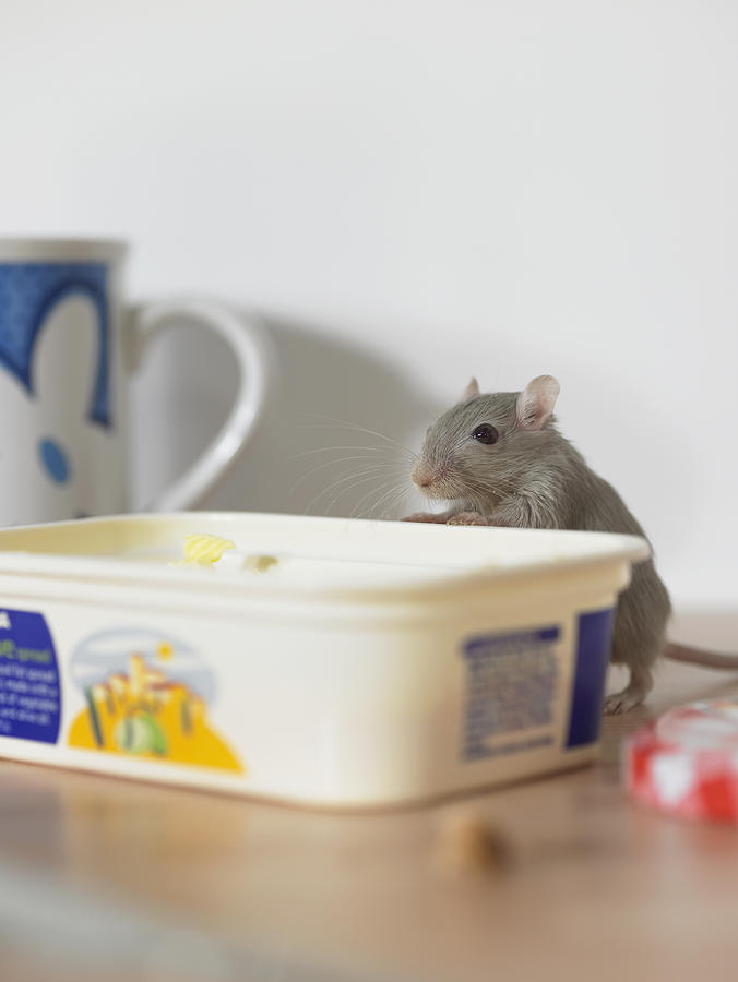 Mouse on table peering into margarine container Photograph by Michael Blann