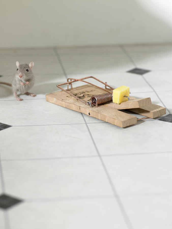 Mouse standing on hind legs next to mousetrap on kitchen floor, looking uncertain Photograph by Michael Blann