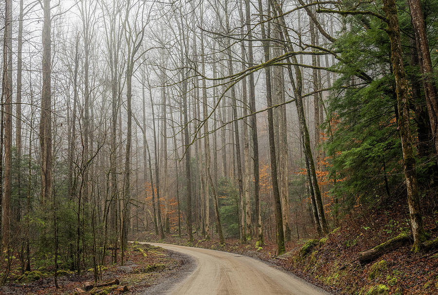 A Smoky Mountains Dirt Road Photograph by Martina Abreu