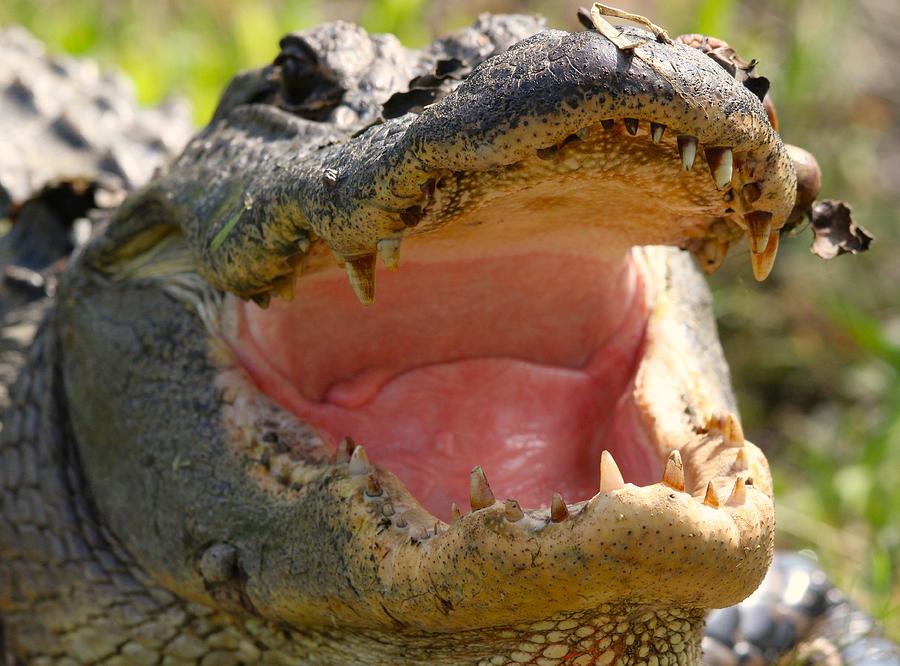 Mouth of an alligator Photograph by Sandy Zanko - Fine Art America