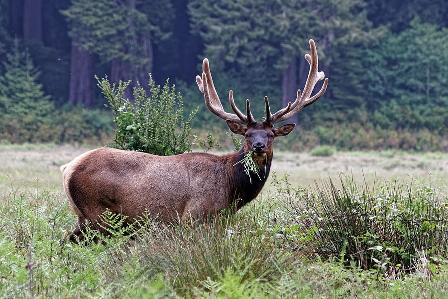 Mouthful - Roosevelt Elk, Redwood National Park Photograph by KJ Swan
