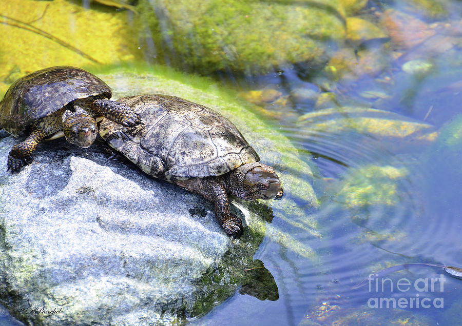 Turtle Photograph - Move Over Please by Debby Pueschel