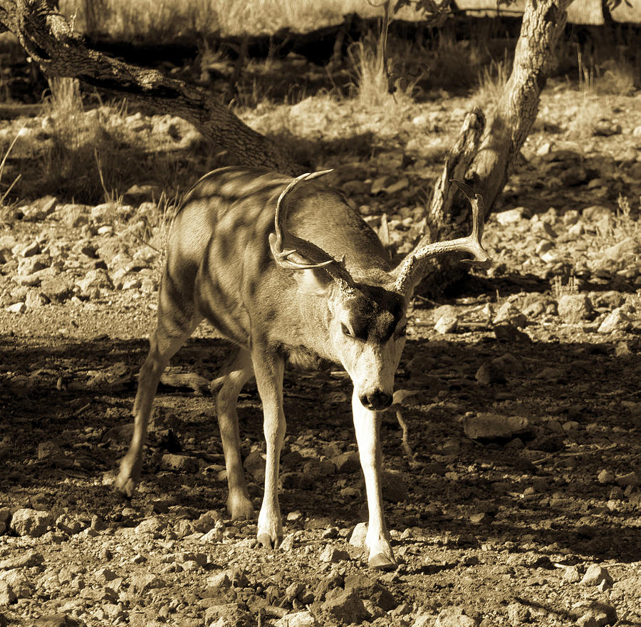 Moving Forward - Mule Deer Buck Antiqued Photograph by Renny Spencer ...