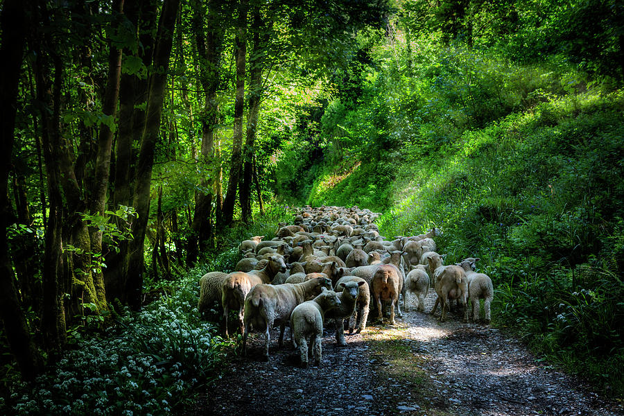 Moving Sheep Along the Tamar Valley, Photograph by Maggie Mccall