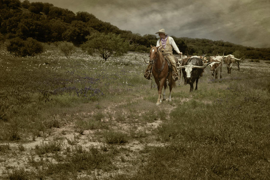 Animal Photograph - Moving the Longhorn Herd by David and Carol Kelly