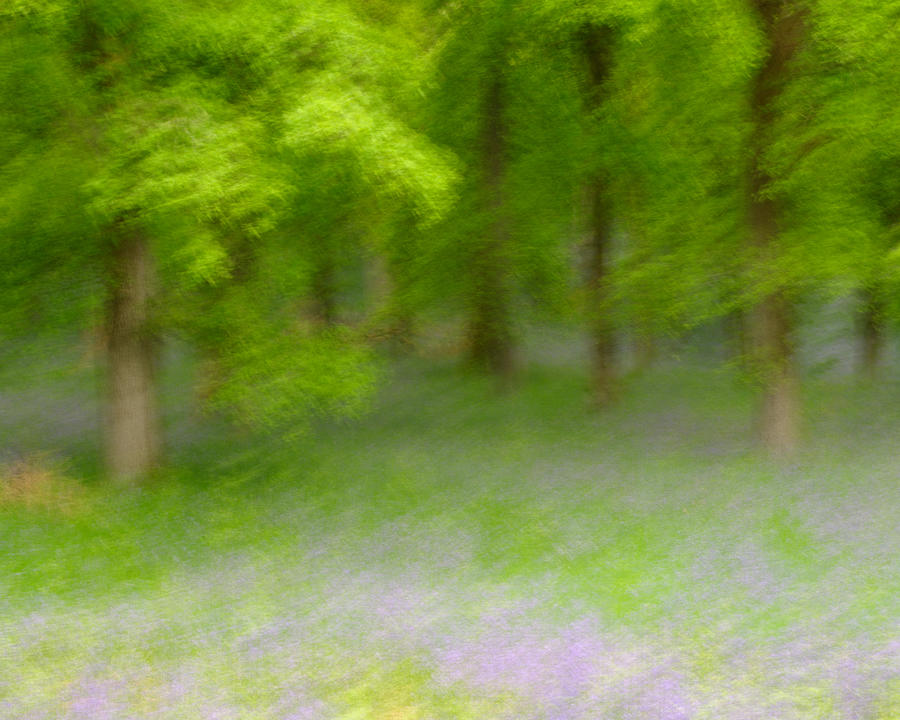 Moving Woods Photograph by Stephen Taylor