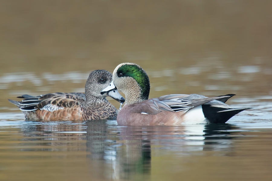 Mr and Mrs American Wigeon Photograph by CR Courson