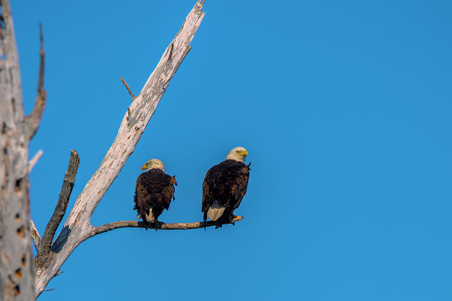 Mr and Mrs Bald eagles Photograph by Dan Friend