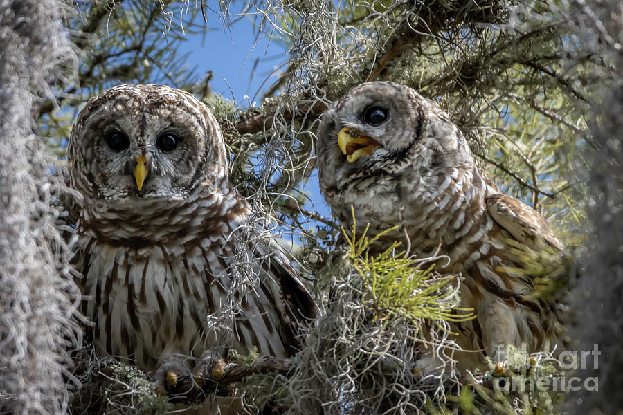 Mr. and Mrs. Barred Owl Photograph by Tom Claud