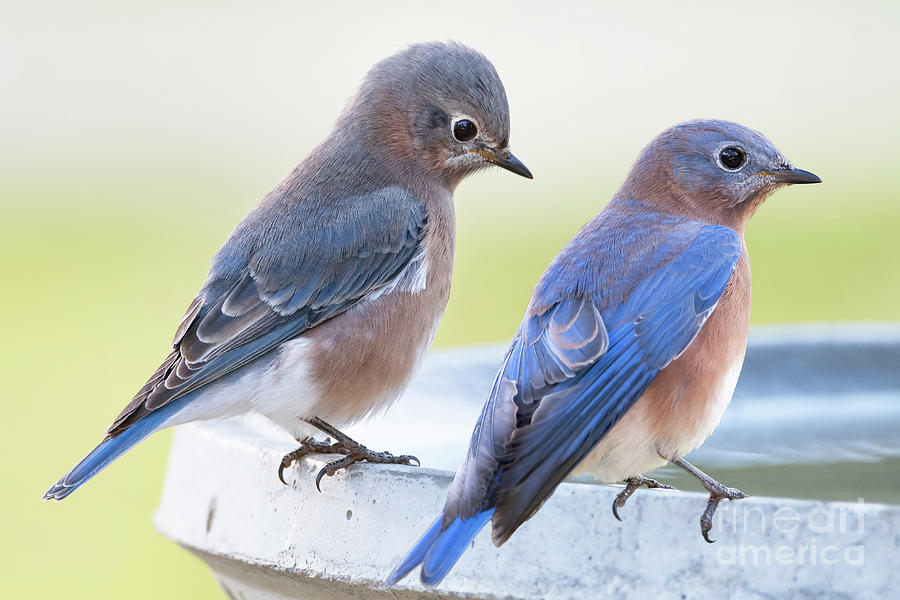 Mr. and Mrs. Bluebird Photograph by Bonnie Barry