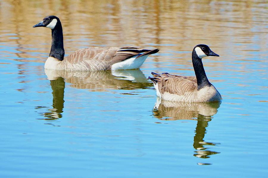 Mr and Mrs Canada Goose Photograph by Brent Bunch