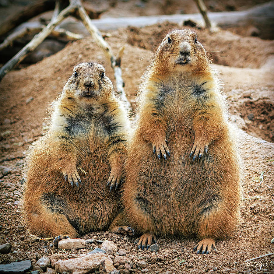 Mr. and Mrs. Gopher Photograph by BD Flora - Fine Art America