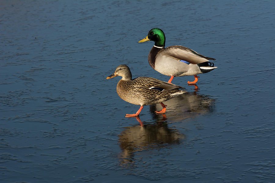 Mr and Mrs Mallard Photograph by John Bartelt - Fine Art America