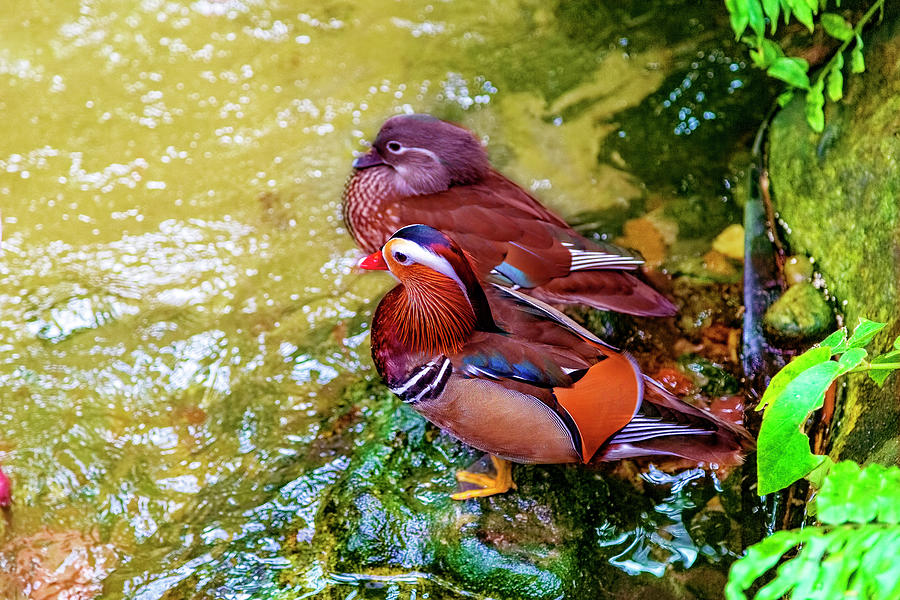 Mandarin Duck Couple Photograph by Kay Brewer
