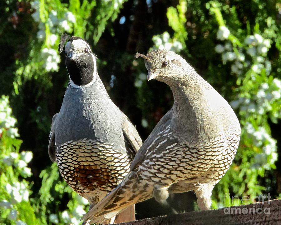Mr and Mrs Quail Together again Photograph by Phyllis Kaltenbach