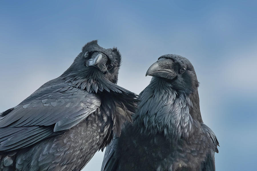 Mr. and Mrs. Raven Photograph by CR Courson