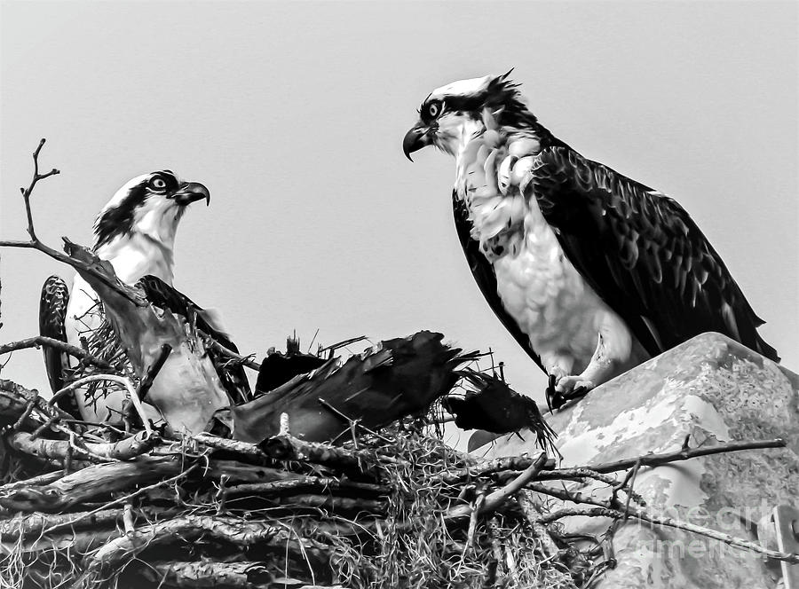 Mr. and Mrs. S. Osprey 1 Photograph by Joanne Carey
