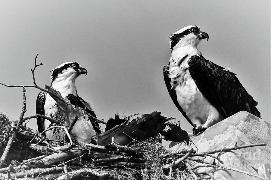 Mr. and Mrs. S. Osprey 2 Photograph by Joanne Carey