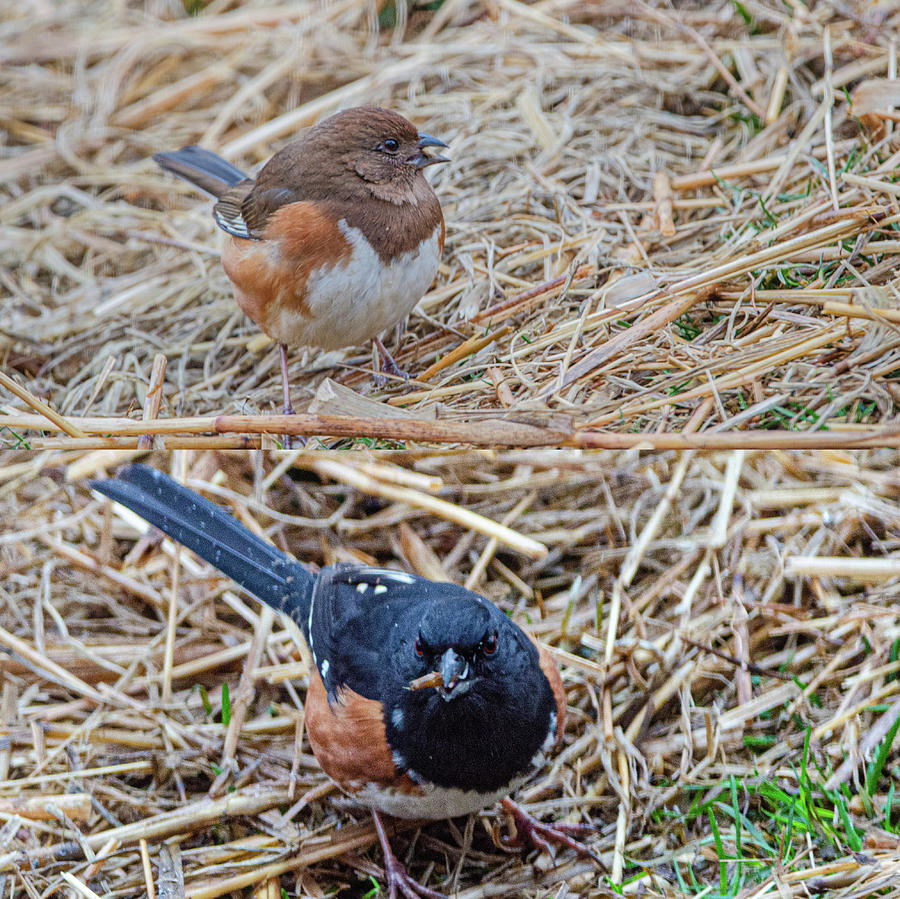 Bird Photograph - Mr. and Mrs. Towhee by Jim Cook
