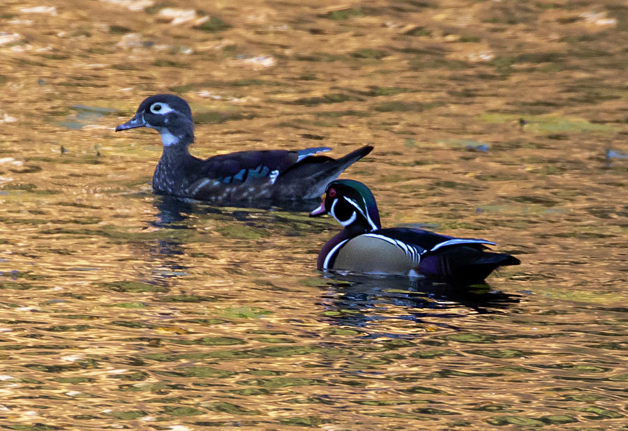 Mr. and Mrs. Wood Ducks Photograph by Betty Pauwels