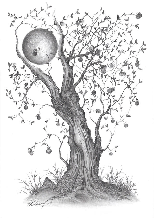 simple apple tree drawing