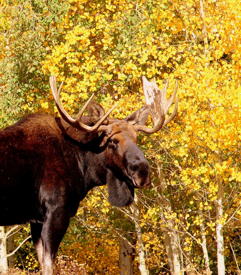 Mr. Autum Bull Moose Photograph by Fiona Kennard