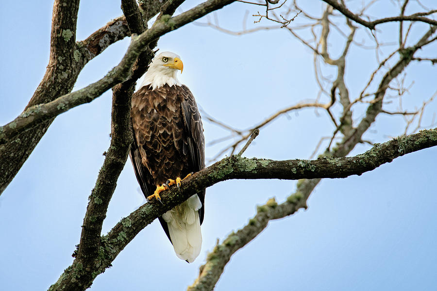 Mr Bald Eagle Perched Photograph by Deborah Scannell