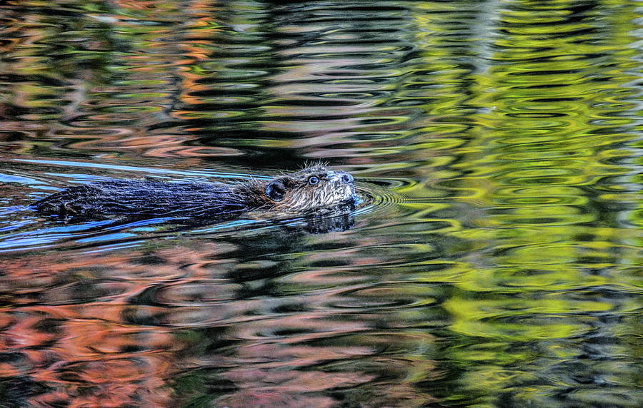 Mr. Beavers Autumn Swim Photograph by Addison Likins