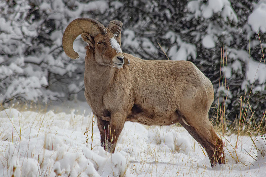 Mr. Big Horn Photograph by Tony Austin - Fine Art America