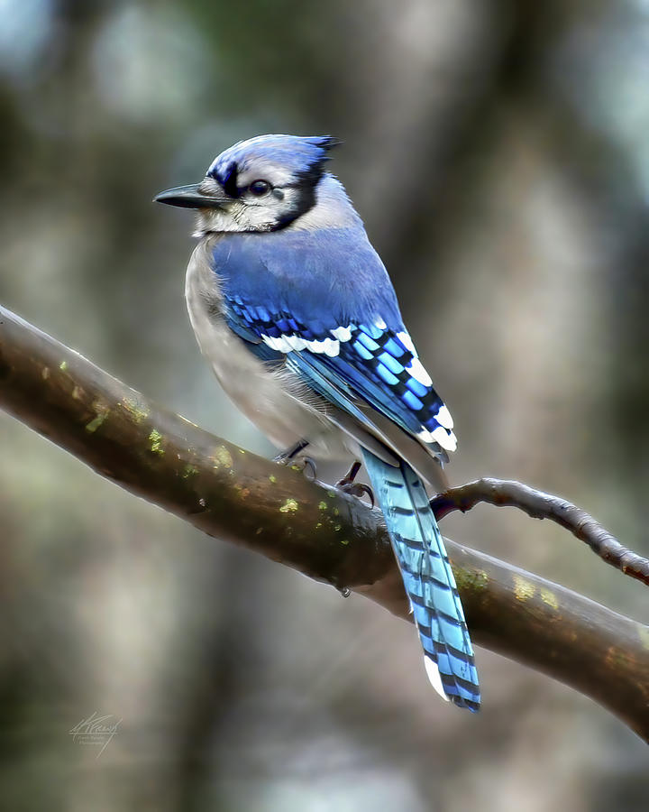 Mr. Blue Jay Photograph by Michael Frank