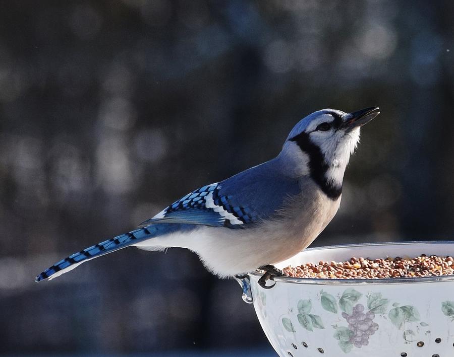 Mr. Blue Jay - What a character Photograph by Suzanne Taylor - Pixels