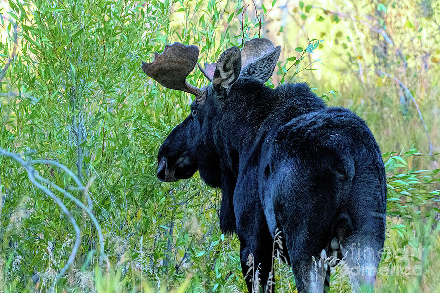 Mr. Bull Moose Photograph