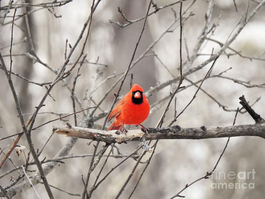 Red Male Cardinal Photograph by Eunice Miller